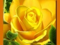 Ойын Yellow Roses