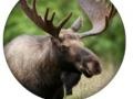 Ойын Animal Quiz 