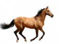 Ойын Create Your Own Horse