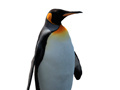 Ойын Penguin Painting: Coloring For Kids