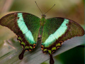 Ойын 100 Pics Quiz Online