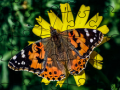 Ойын Jigsaw Puzzle: Spring