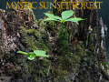 Ойын Mystic sunset forest
