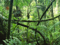 Ойын Jigsaw puzzle: Rainforest
