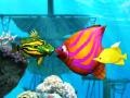 Ойын Big Fish Eat Small Fish