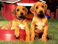 Ойын Puppy Pairs Puzzle