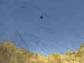 Ойын Toucan Shooter