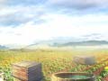 Ойын Farm Treasure