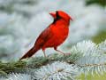 Ойын Birds Puzzle