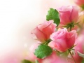 Ойын Pink Roses