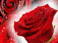Ойын Red Roses