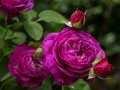 Ойын Purple Roses