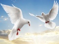 Ойын Flying Birds