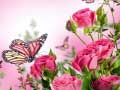 Ойын Butterflies Puzzle