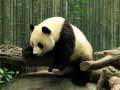 Ойын Pandas Puzzle