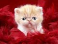 Ойын Funny Kitty