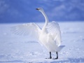 Ойын Graceful Swans