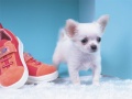 Ойын Lovely Puppy Puzzle