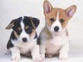 Ойын Cute Puppies Puzzle