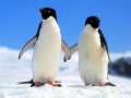 Ойын Penguin Puzzle