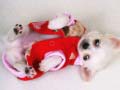 Ойын Lovely Puppy Slide