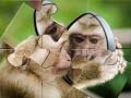 Ойын Chimpanzee Jigsaw
