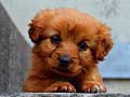 Ойын Puppy Puzzle
