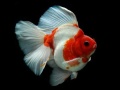 Ойын Gold Fish Jigsaw Puzzle