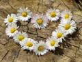 Ойын Daisy Heart Jigsaw