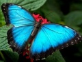 Ойын Nature Jigsaw Puzzle Butterfly