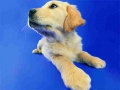 Ойын Funny Cats And Dogs Jigsaw Puzzle