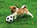 Ойын Playful Puppy Outdoor Puzzle