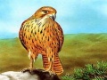 Ойын Birds of Prey Slide