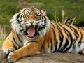 Ойын Animals Jigsaw Puzzle Tiger