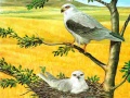 Ойын Birds Of Prey Puzzle