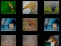 Ойын Animal Memory