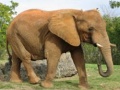 Ойын Animals Jigsaw Puzzle - Elephants