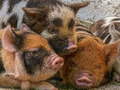 Ойын Piglet Piggy Jigsaw