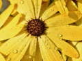 Ойын Flower Petals Raindrop Jigsaw