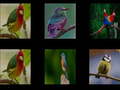 Ойын Memorize the birds