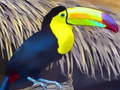 Ойын Toucan Bird Jigsaw