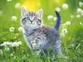 Ойын Kittens Jigsaw