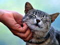 Ойын Tickling Cat