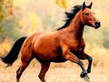 Ойын Horse Slide