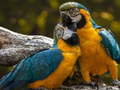 Ойын Parrot Jigsaw