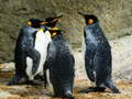 Ойын King Penguin Jigsaw