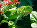 Ойын Wild Iguana
