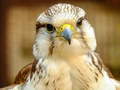 Ойын Gyrfalcon Jigsaw