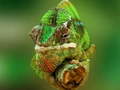 Ойын Chameleon Jigsaw