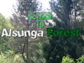 Ойын Return To Alsunga Forest